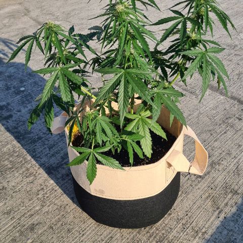 Northern Lights #9 growlog timeline photo