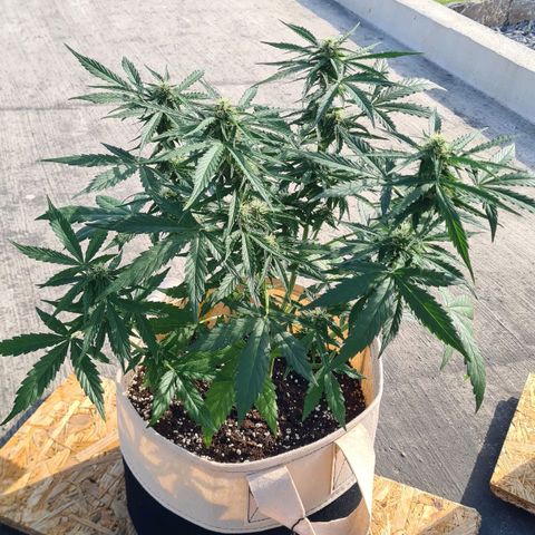 Northern Lights #9 growlog timeline photo