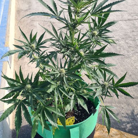 Grapefruit Auto growlog timeline photo