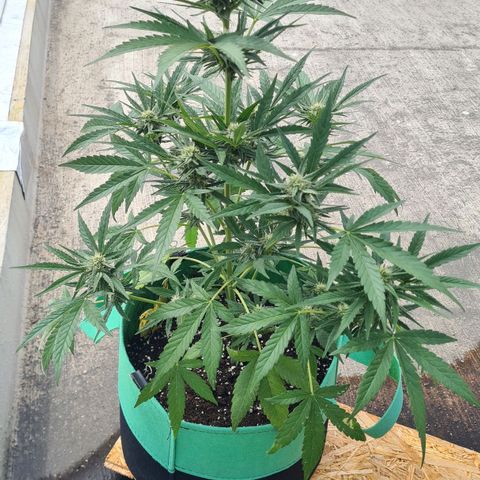 Grapefruit Auto growlog timeline photo