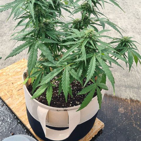 Northern Lights #9 growlog timeline photo