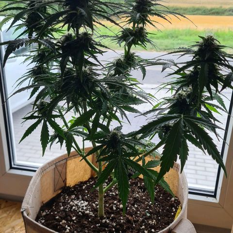 Northern Lights #9 growlog timeline photo