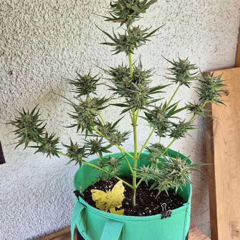 Grapefruit Auto growlog timeline photo