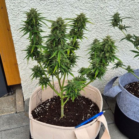 Northern Lights #9 growlog timeline photo