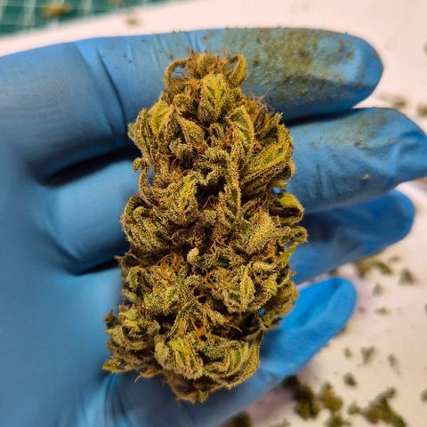 Grapefruit Auto growlog timeline photo