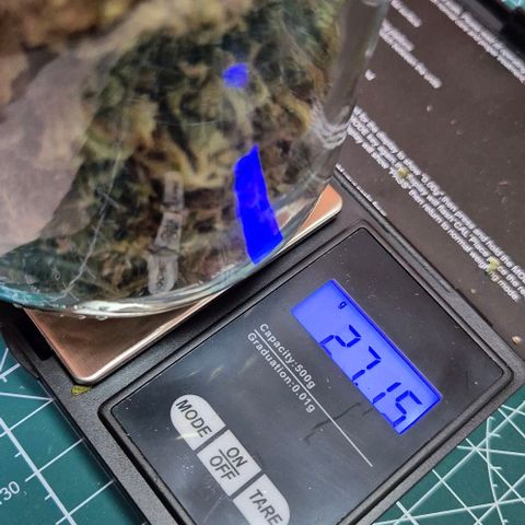 Grapefruit Auto growlog timeline photo