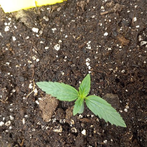 Strawberry Pie  growlog timeline photo