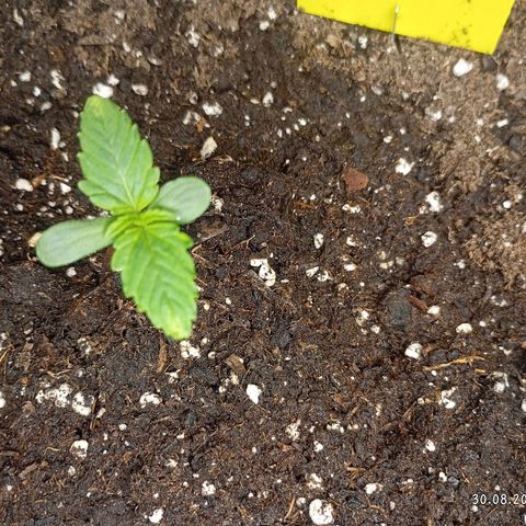 Strawberry Pie  growlog timeline photo