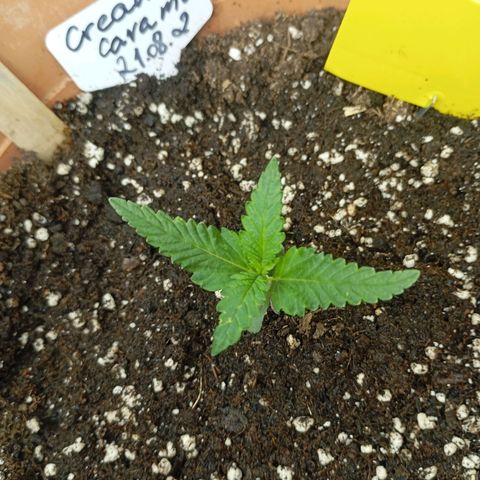 Strawberry Pie  growlog timeline photo