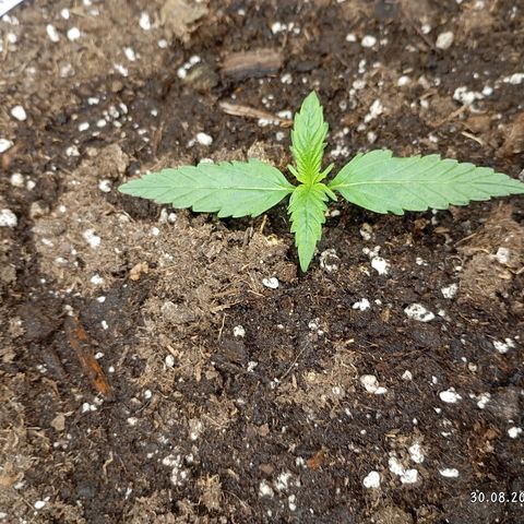 Strawberry Pie  growlog timeline photo