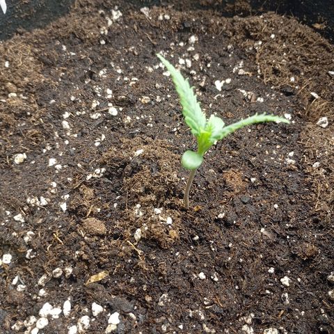 Strawberry Pie  growlog timeline photo