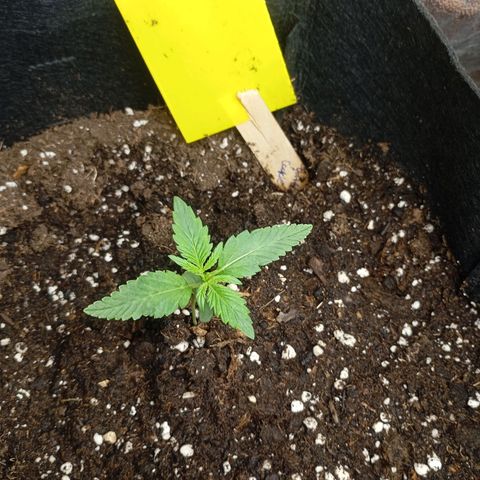Strawberry Pie  growlog timeline photo