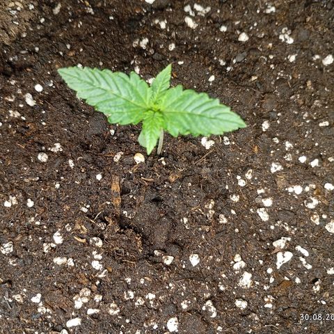 Strawberry Pie  growlog timeline photo