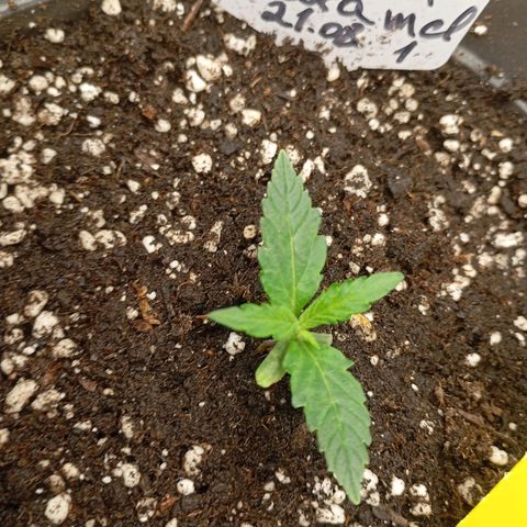 Strawberry Pie  growlog timeline photo
