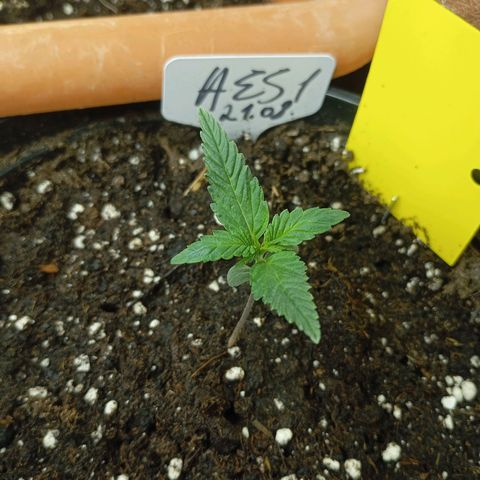 Strawberry Pie  growlog timeline photo