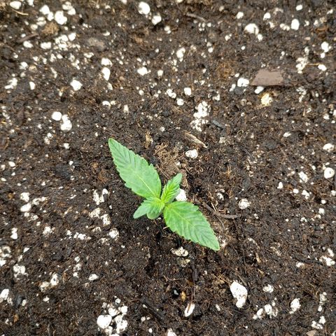 Strawberry Pie  growlog timeline photo