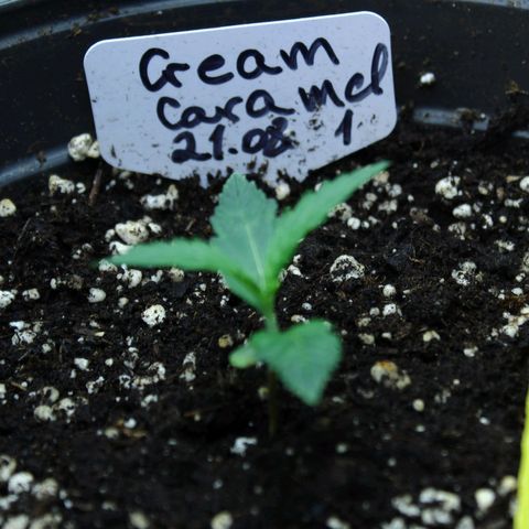 Strawberry Pie  growlog timeline photo