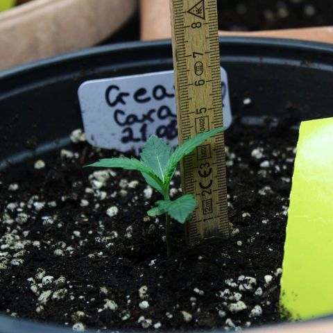 Strawberry Pie  growlog timeline photo