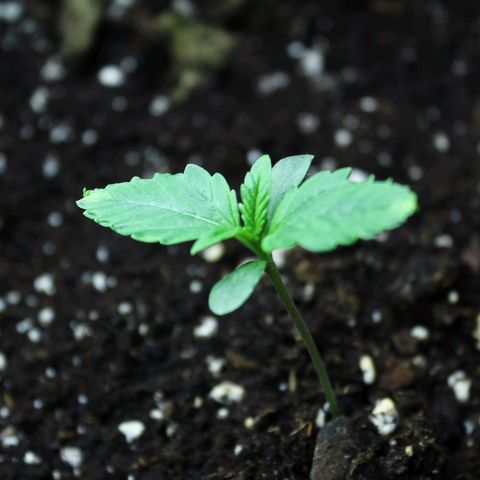 Strawberry Pie  growlog timeline photo