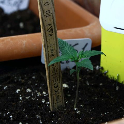 Strawberry Pie  growlog timeline photo