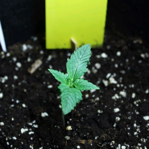 Strawberry Pie  growlog timeline photo