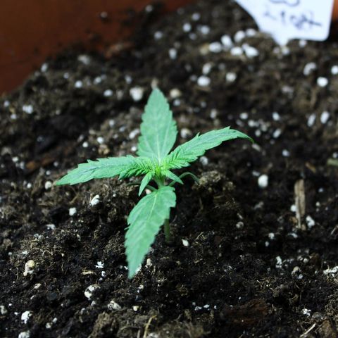 Strawberry Pie  growlog timeline photo