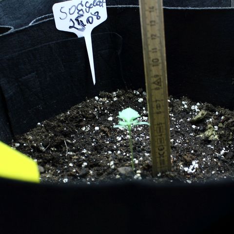 Strawberry Pie  growlog timeline photo