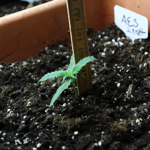 Strawberry Pie  growlog timeline photo