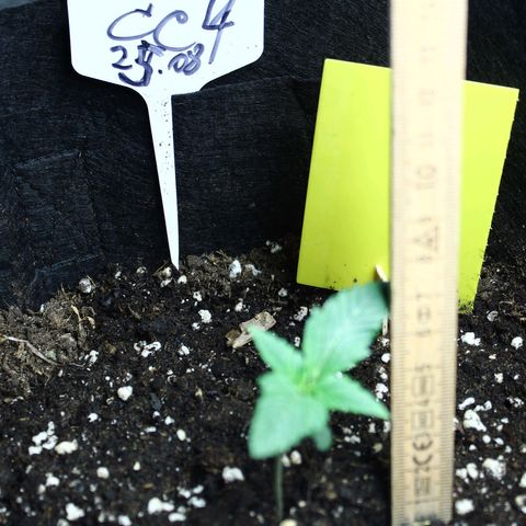 Strawberry Pie  growlog timeline photo