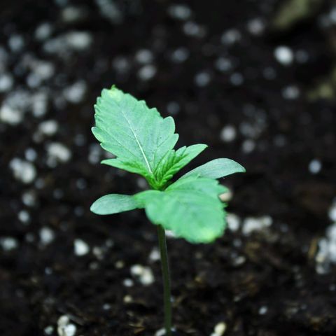 Strawberry Pie  growlog timeline photo