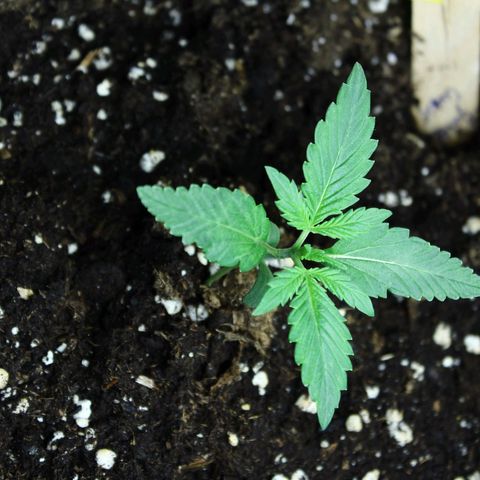 Strawberry Pie  growlog timeline photo