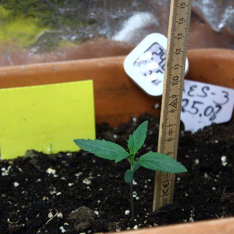 Strawberry Pie  growlog timeline photo