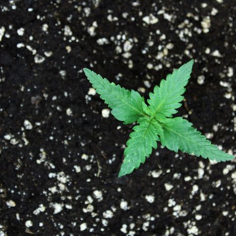 Strawberry Pie  growlog timeline photo