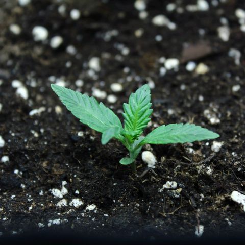 Strawberry Pie  growlog timeline photo