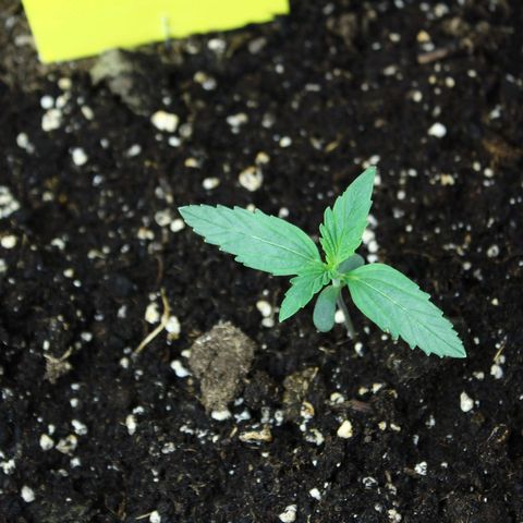 Strawberry Pie  growlog timeline photo