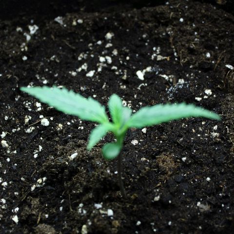 Strawberry Pie  growlog timeline photo