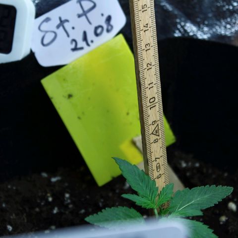 Strawberry Pie  growlog timeline photo