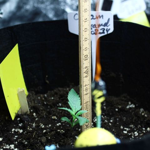 Strawberry Pie  growlog timeline photo