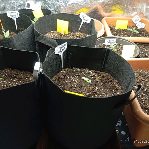 Strawberry Pie  growlog timeline photo