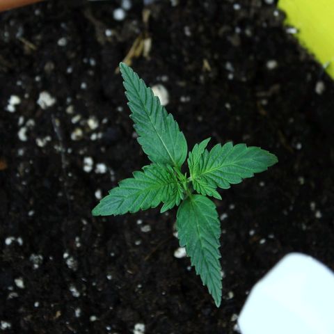 Strawberry Pie  growlog timeline photo