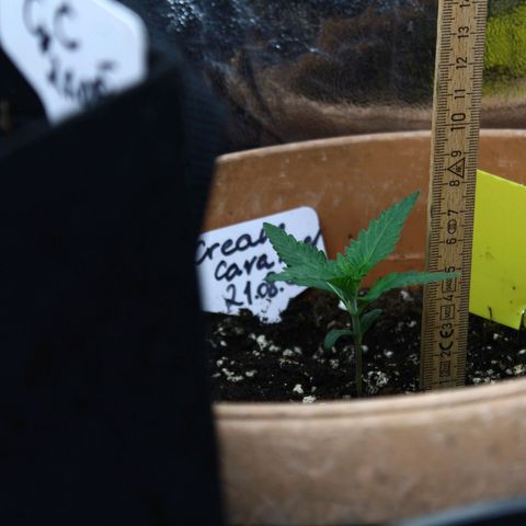 Strawberry Pie  growlog timeline photo