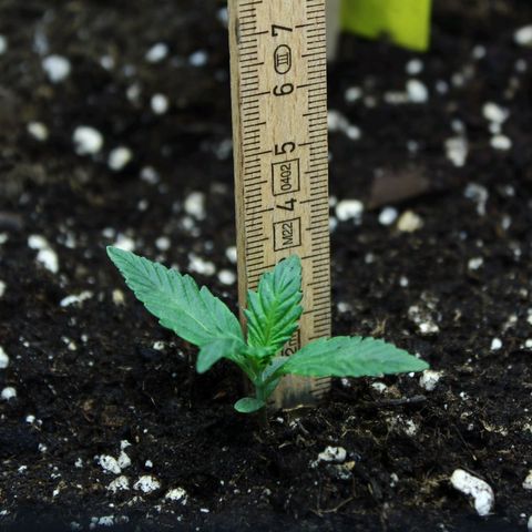 Strawberry Pie  growlog timeline photo