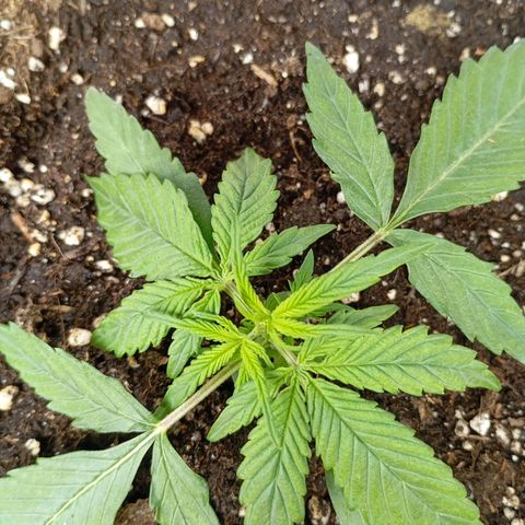 Strawberry Pie  growlog photo: Getoppt,HST,LST,MINE LINING und noch viel mehr...