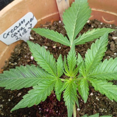 Strawberry Pie  growlog photo: Getoppt,HST,LST,MINE LINING und noch viel mehr...