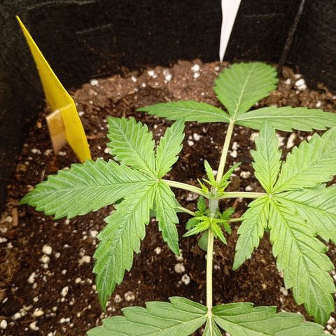 Strawberry Pie  growlog photo: Getoppt,HST,LST,MINE LINING und noch viel mehr...