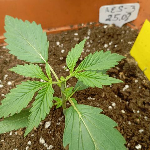 Strawberry Pie  growlog photo: Getoppt,HST,LST,MINE LINING und noch viel mehr...