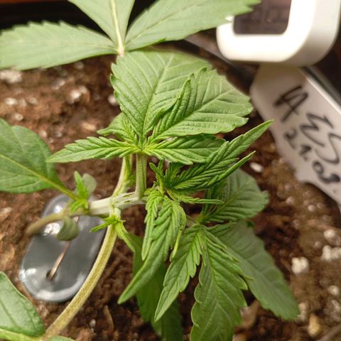 Strawberry Pie  growlog photo: Getoppt,HST,LST,MINE LINING und noch viel mehr...