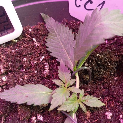 Strawberry Pie  growlog photo: Getoppt,HST,LST,MINE LINING und noch viel mehr...