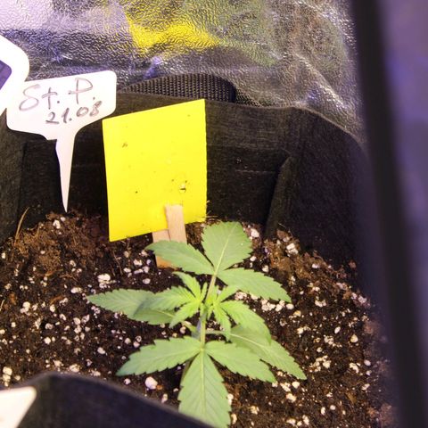 Strawberry Pie  growlog timeline photo