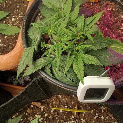 Strawberry Pie  growlog timeline photo